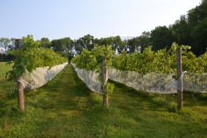 sky-acres-vineyard